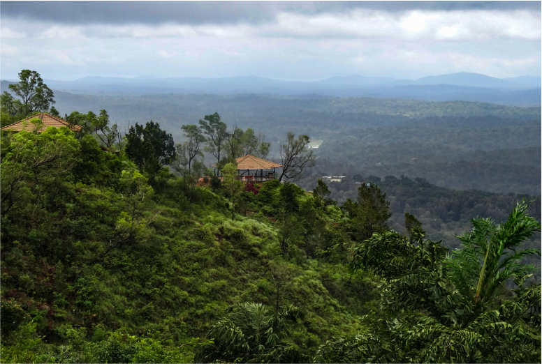 Celebrate International Forest Day
